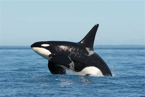 olrcams|Orcas (Killer whales) .